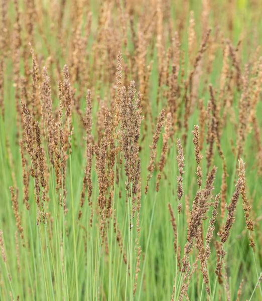 Molinia caerulea 'Edith Dudszus'